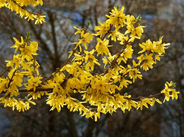 Forsythia Keř Žlutými Květy Jaře — Stock fotografie