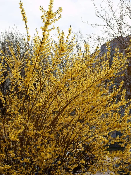 Forsythienstrauch Mit Gelben Blüten Frühling — Stockfoto