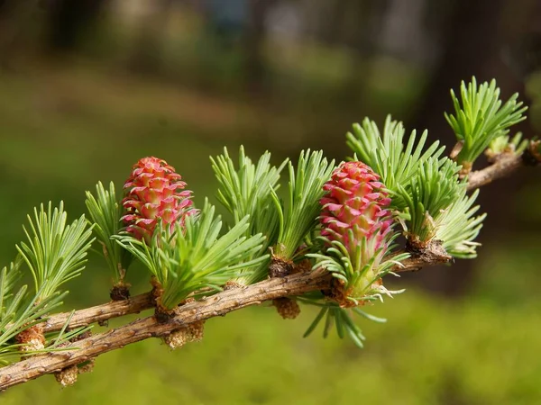 Röda Små Kottar Blommande Larix Träd Våren — Stockfoto