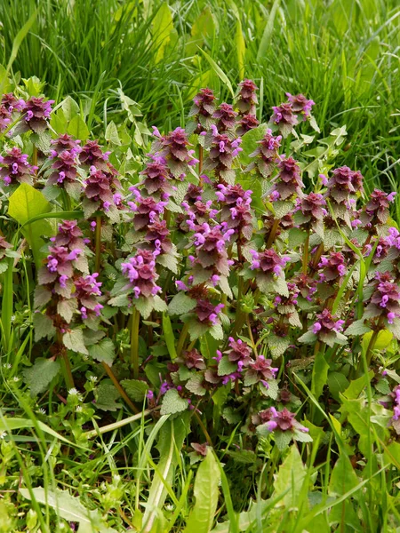 Död Nässla Lamium Purpureum Vilda Växter Med Lila Blommor Nära — Stockfoto