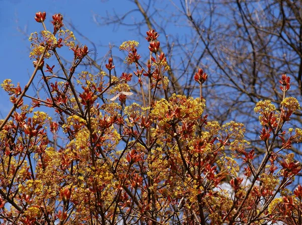 Lönn Träd Acer Pseudoplatanus Blommar Vid Våren — Stockfoto