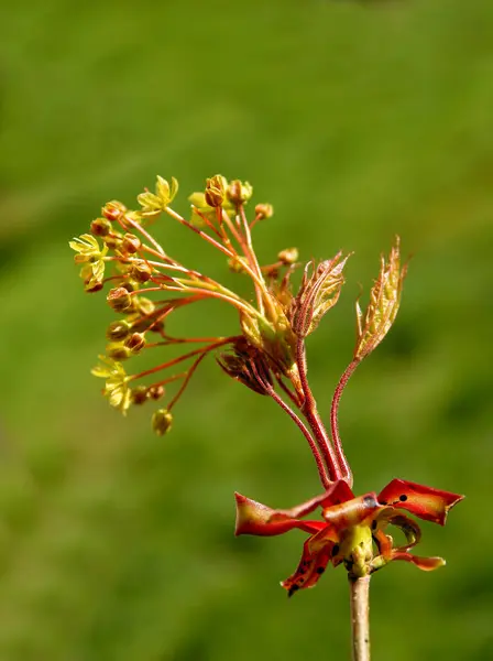 Akçaağaç Aseudoplatanus Baharda Çiçek Açıyor — Stok fotoğraf