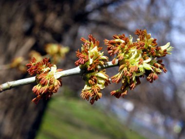 Kutu Yaşlısı - Uzun anterli Acer Negundo Ağacı