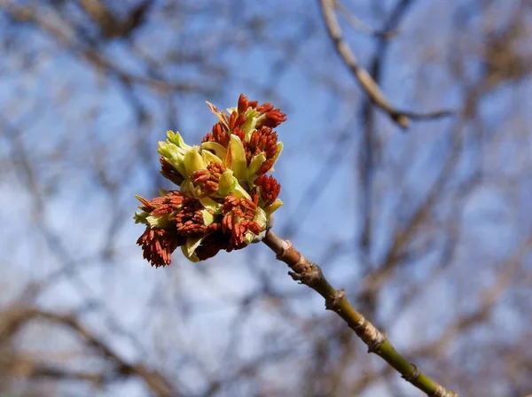 Box elder - Acer Negundo tree with blossom long anthers