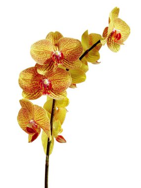Çok çeşitli orkideler. Phalaenopsis yakından izole edilmiş.