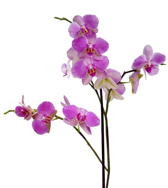 Ganska Olika Orkidéer Phalaenopsis Isolerad Närbild — Stockfoto