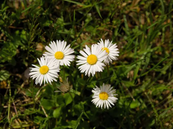Mooie Witte Roze Madeliefjes Gras Het Voorjaar — Stockfoto