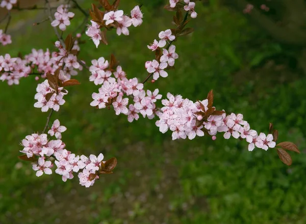 Prunus Serrulata Ornamental Tree Pink Flowers — Stock Photo, Image