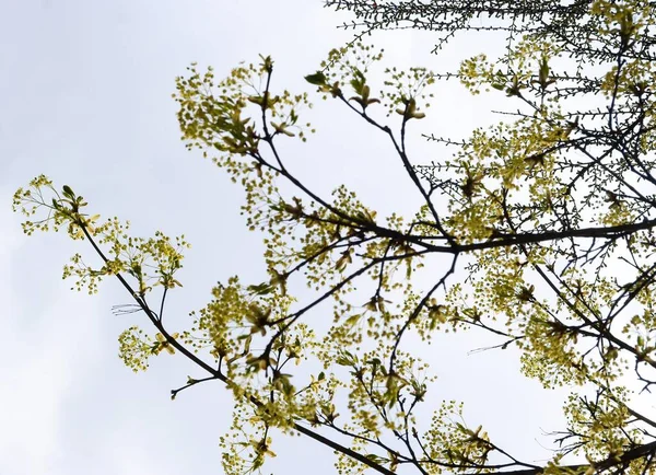 Érable Acer Pseudoplatanus Fleurissant Printemps — Photo