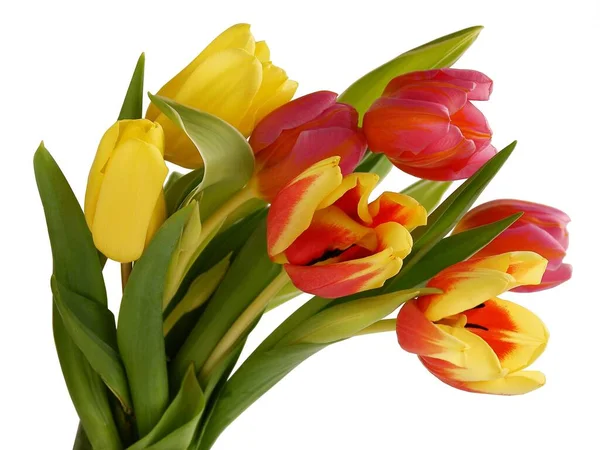 Поза Красивых Разноцветных Тюльпанов Крупным Планом — стоковое фото