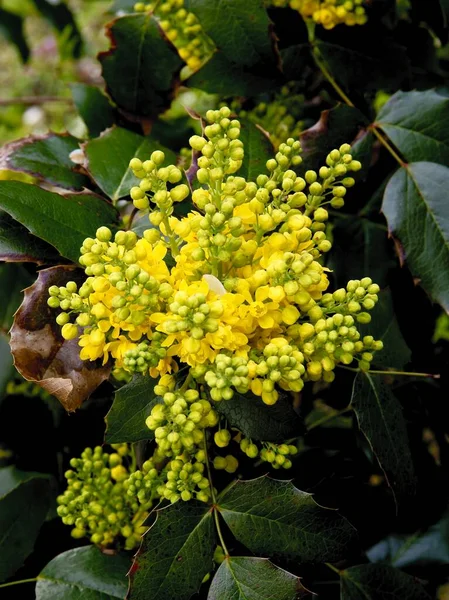 Flores Amareladas Uva Oregon Mahonia Aquifolium Arbusto Perto — Fotografia de Stock