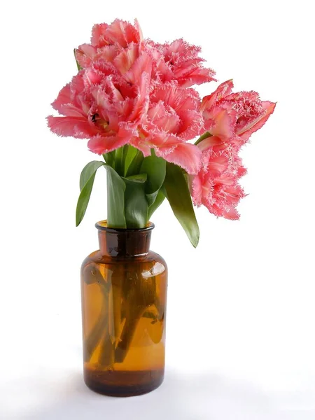 Posy Van Mooie Veelkleurige Tulpen Close — Stockfoto