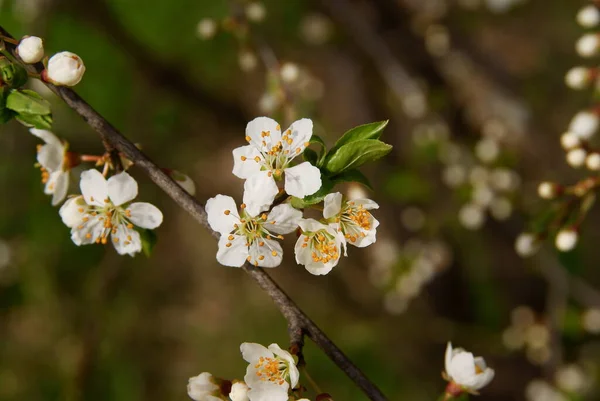 Krajobraz Wiosny Kwitnącymi Drzewami Ozdobnymi — Zdjęcie stockowe