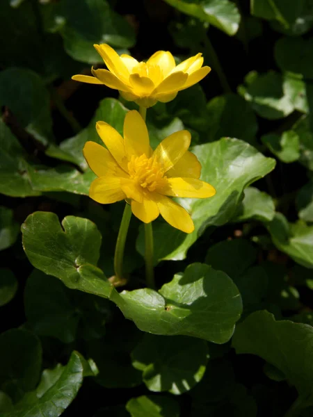 Gele Bloemen Van Lenteplanten Vijgenboterbloem Ficaria Verna — Stockfoto
