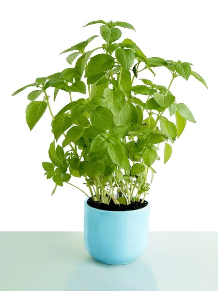 Basilikum Als Topfpflanze Meiner Küche — Stockfoto