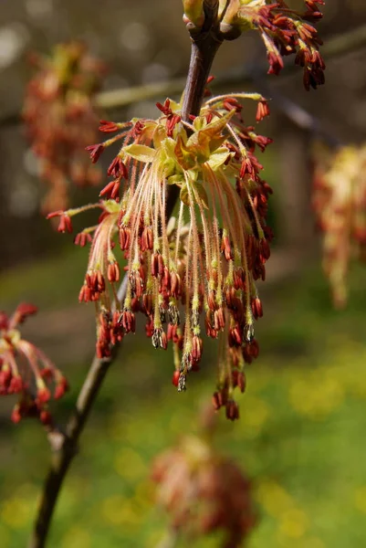 Box Elder Acer Negundo Tree Blossom Long Anthers — Stock Photo, Image