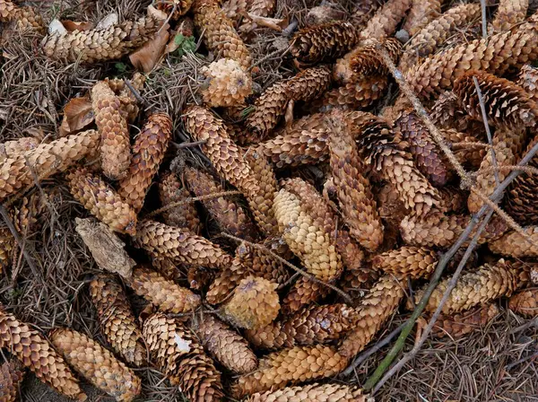 Çam Ağacının Kuru Kahverengi Konileri — Stok fotoğraf