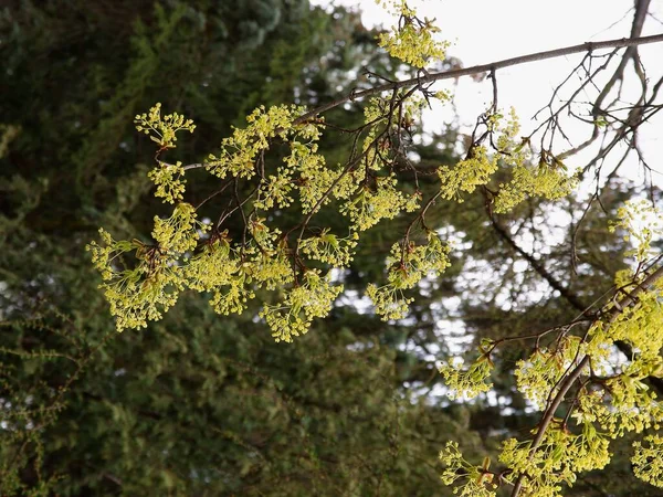 Érable Acer Pseudoplatanus Fleurissant Printemps — Photo