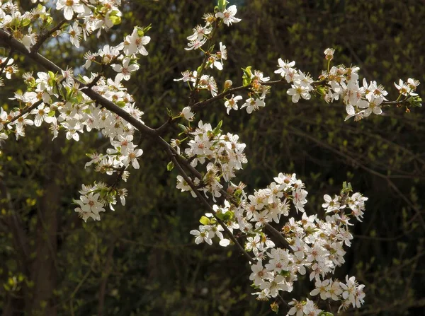 Paisagem Primavera Com Árvores Ornamentais Florescentes — Fotografia de Stock