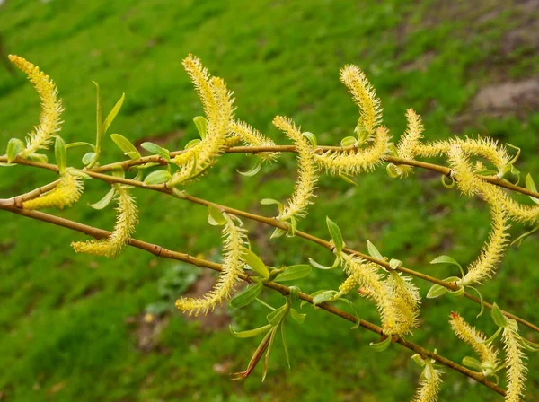 Saule Salix Alba Fleurissant Avec Des Chatons — Photo