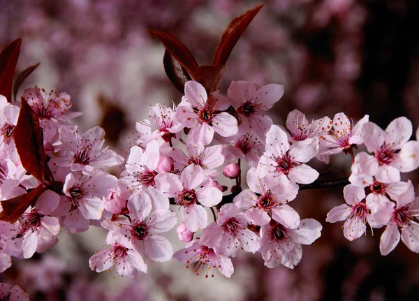Prunus Serrulata Árbol Ornamental Con Flores Rosadas — Foto de Stock