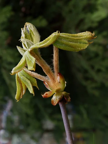 Buds Growing Fresh Leaves Chestnut Tree Spring — Stock Photo, Image