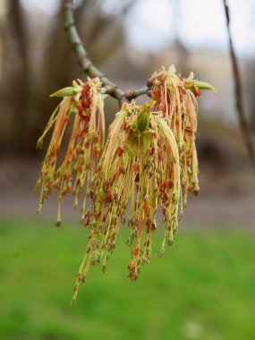 Acer negundo - baharda çiçek açan yaşlı ağaç kutusu