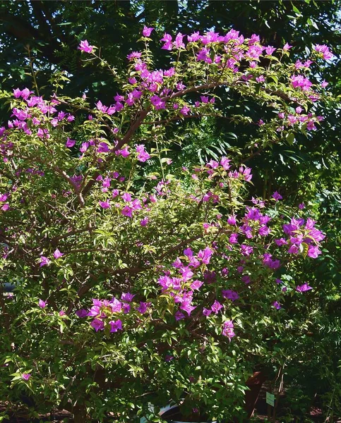 Bougavillea Tropikal Tırmanma Bitkisinin Mor Çiçekleri — Stok fotoğraf