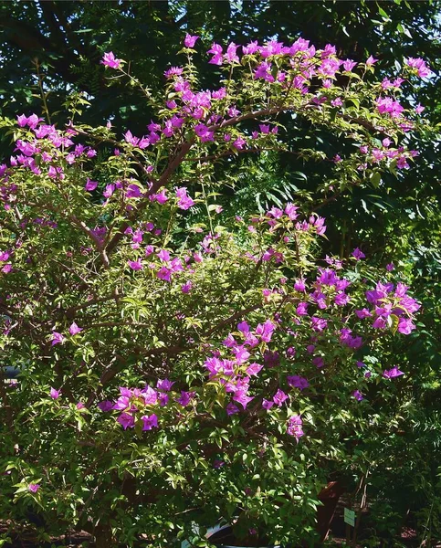 Fiori Viola Della Pianta Rampicante Tropicale Bougavillea — Foto Stock