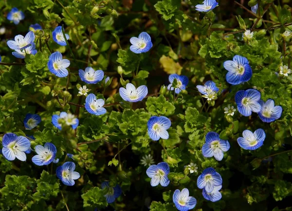 Veronica Serrulata Persica Kis Kék Virágai — Stock Fotó
