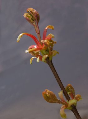 Filizler ve büyüyen taze yapraklar çalıların ya da ağaçların üzerinde