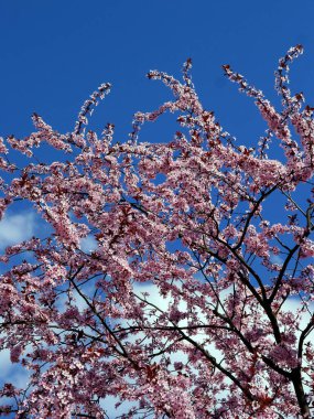 Pembe çiçekli prunus serrulata süs ağacı