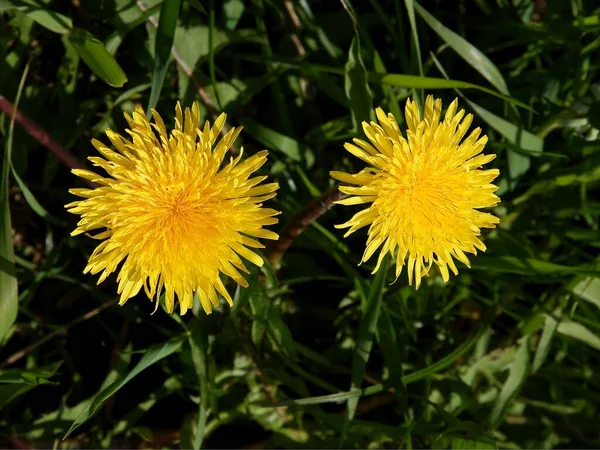 Žluté Pampelišky Květiny Louce Jaře — Stock fotografie