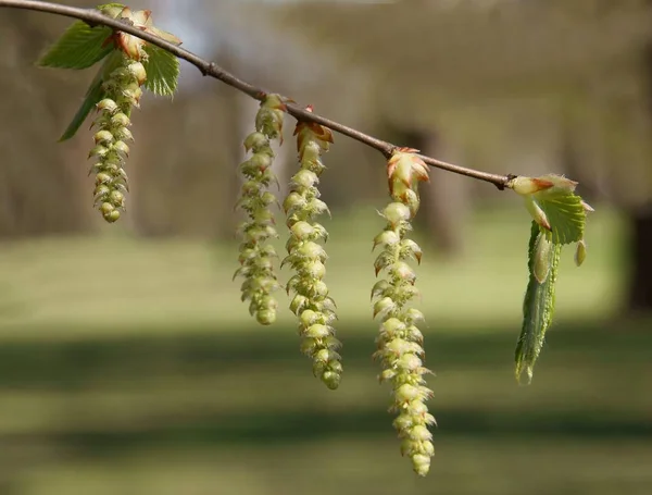 Carpe Carpinus Betulus Árbol Que Florece Primavera —  Fotos de Stock
