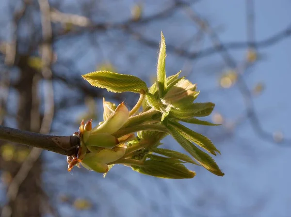 Knoppar Och Växande Färska Blad Kastanjeträd Våren — Stockfoto