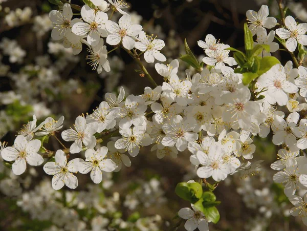Bílé Malé Květy Divoké Švestky Zblízka — Stock fotografie
