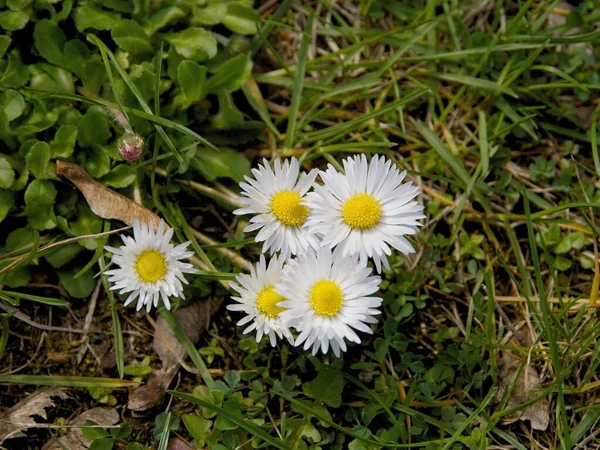 Witte Bloemen Van Madeliefjes Bellis Perennis Weide — Stockfoto