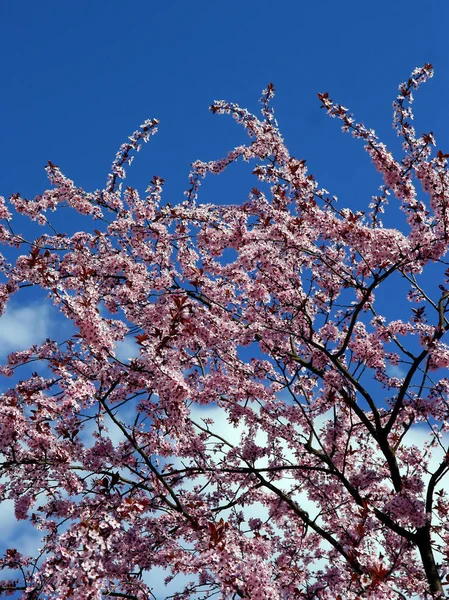 Prunus Serrulata Ornamental Tree Pink Flowers — Stock Photo, Image