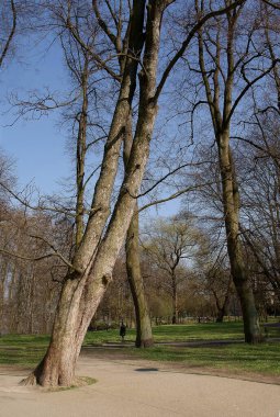 Baharda parkta çeşitli yapraksız ağaçlar