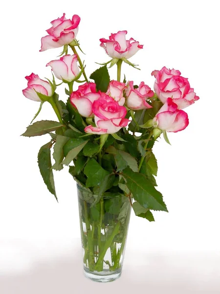 Posy Piękne Różowe Róże Zbliżenie — Zdjęcie stockowe