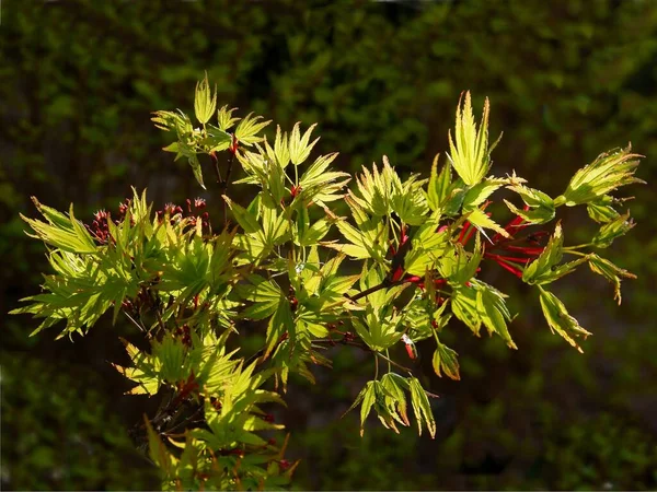 Cultiver Des Feuilles Fraîches Érable Japonais Printemps — Photo