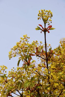 Büyüyen yaprakları ve çiçekleri olan akçaağaç manzarası