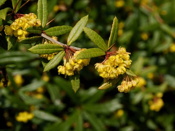 Berberberis Julianae Bush Yellow Flowers Spring — стоковое фото