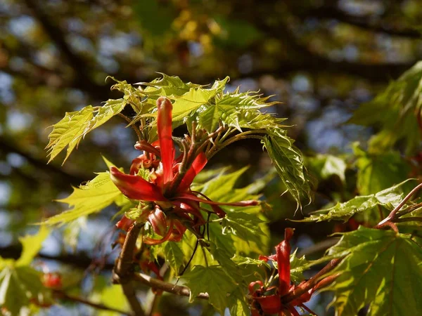 Árbol Arce Con Hojas Crecientes Flores Escénicas —  Fotos de Stock