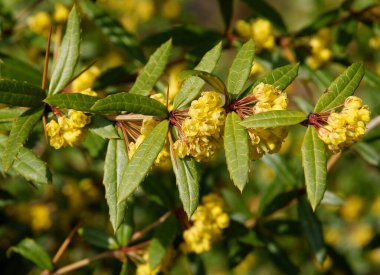 Baharda sarı çiçekli Berberis Julianae çalısı