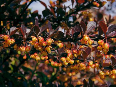 Baharda kırmızı yapraklı ve sarı çiçekli Koreliler.