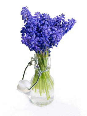 Bahar bitkisinin Lila çiçekleri üzümlü sümbül - muscari kapat