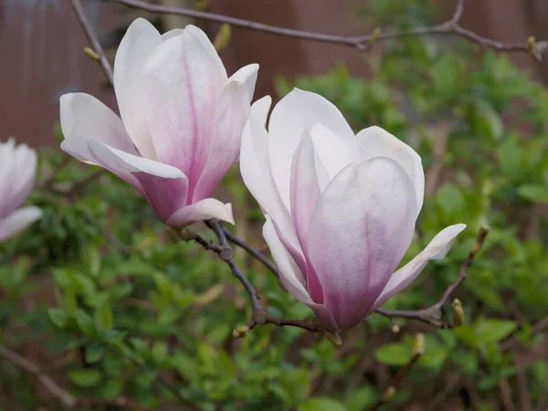 Árbol Magnolia Con Flores Bonitas Primavera — Foto de Stock