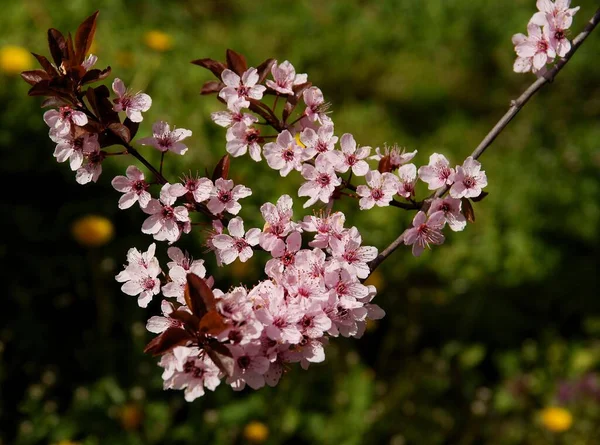 春天里红松的粉红花朵 — 图库照片