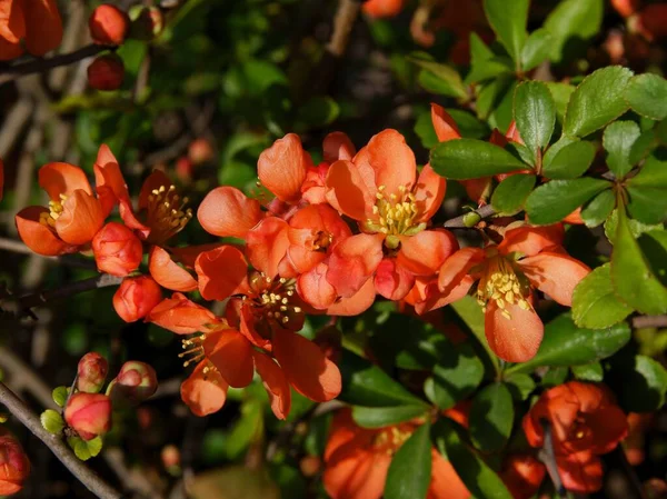 Piękne Czerwone Kwiaty Chaenomeles Japonicum Krzak Wiosną — Zdjęcie stockowe